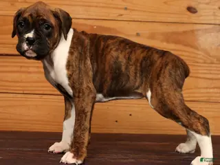 Boxer dogs Snowy - Ad 7