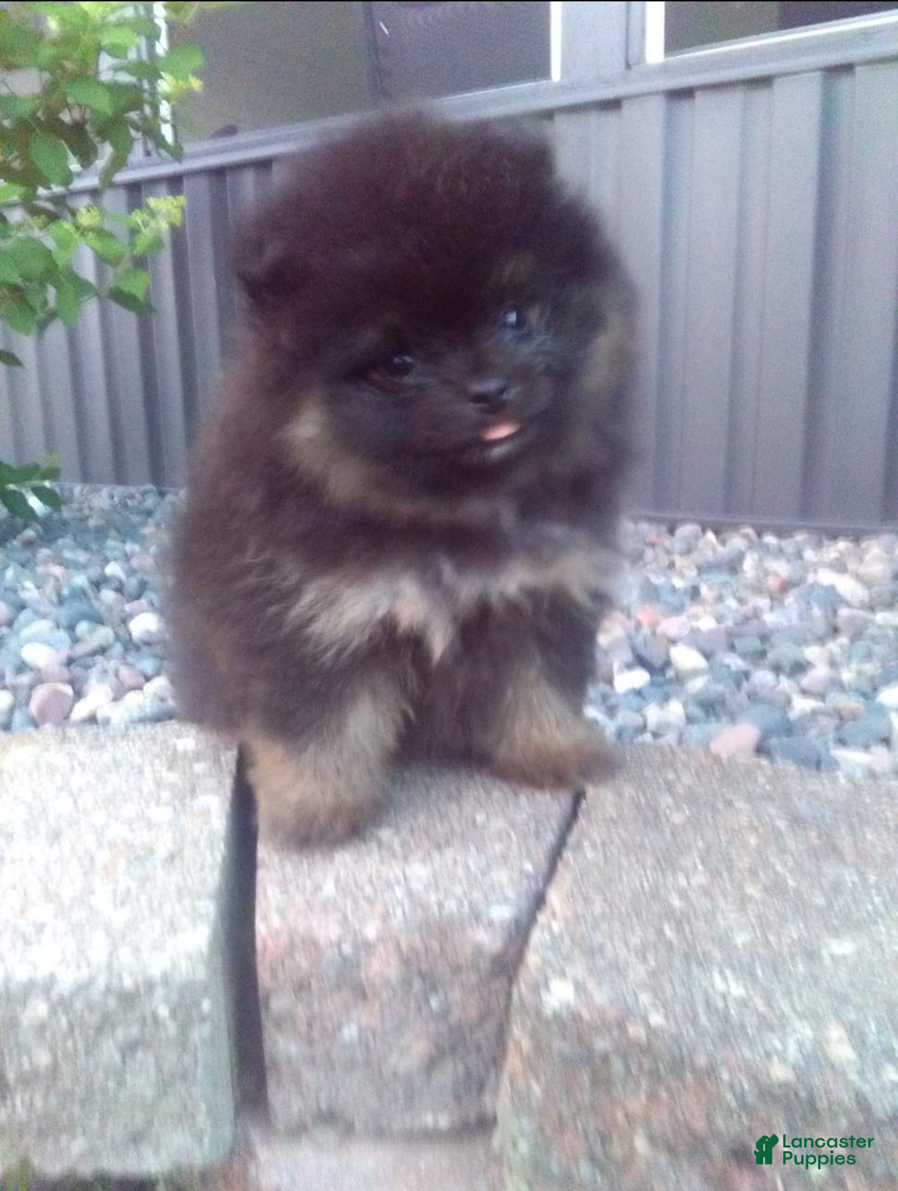 Pomeranian dogs Cody - Ad 1