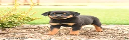 Rottweiler dogs for sale: River - Ad 3