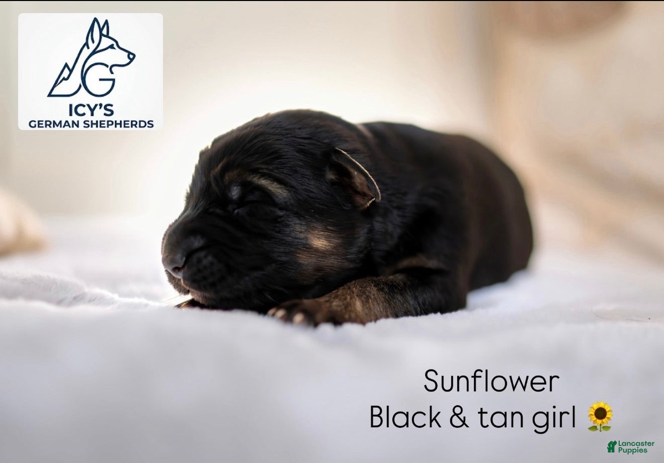German Shepherd dogs for sale: Sunflower  - Ad 2