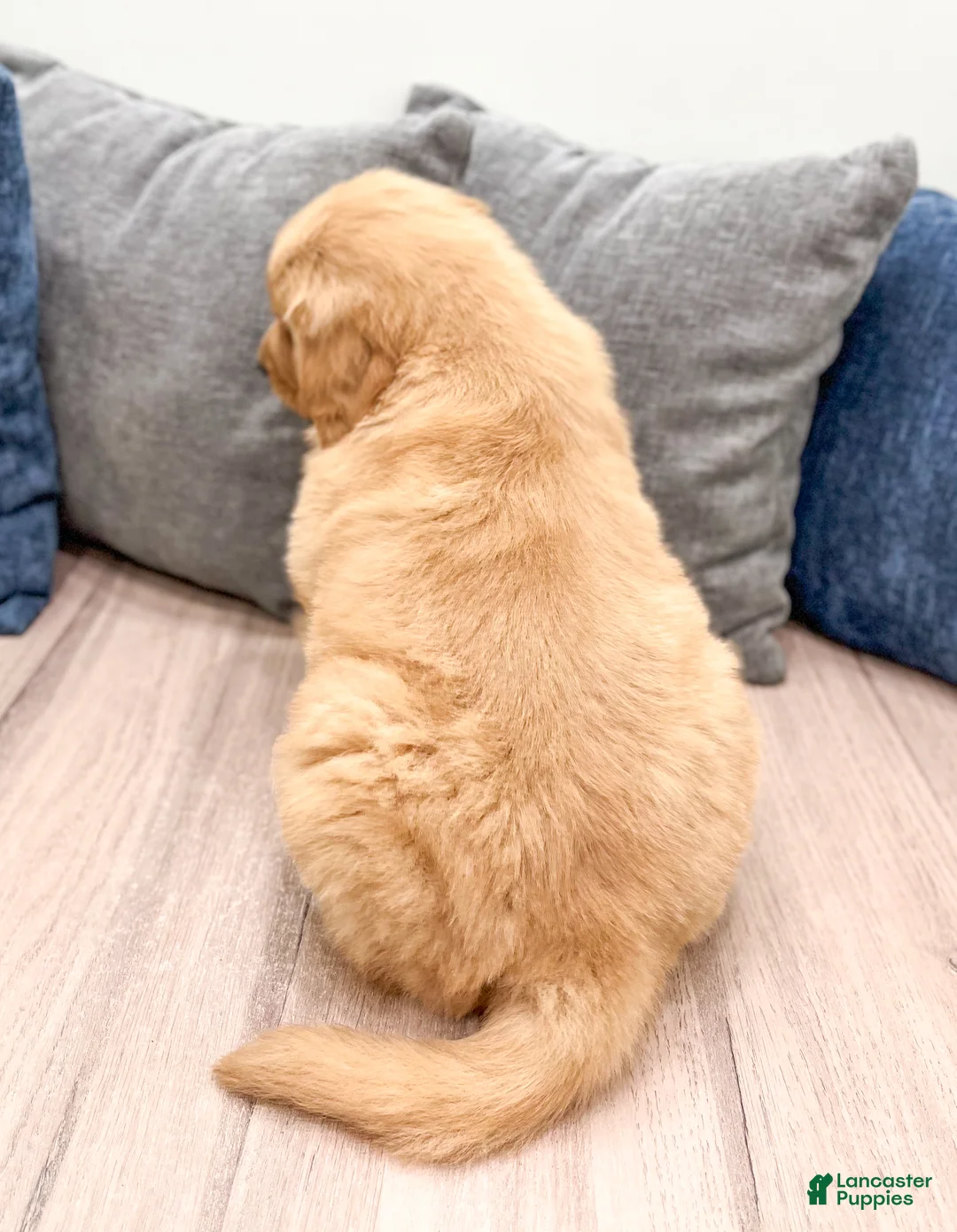 Golden Retriever dogs for sale: Buddy - Ad 5