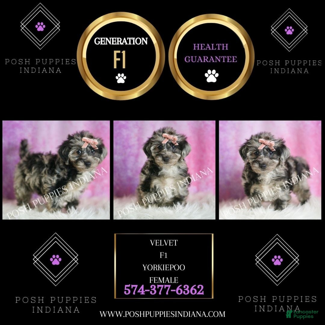 Yorkiepoo dogs for sale: Velvet - Ad 2