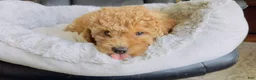 Toy Poodle dogs for sale: po - Ad 1