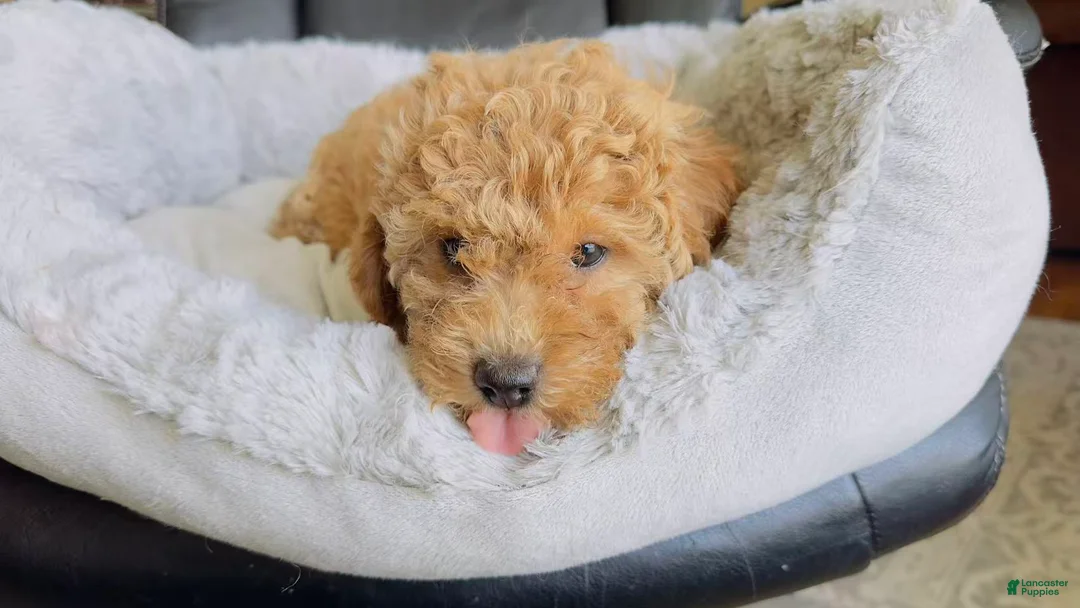 Toy Poodle dogs for sale: po - Ad 1