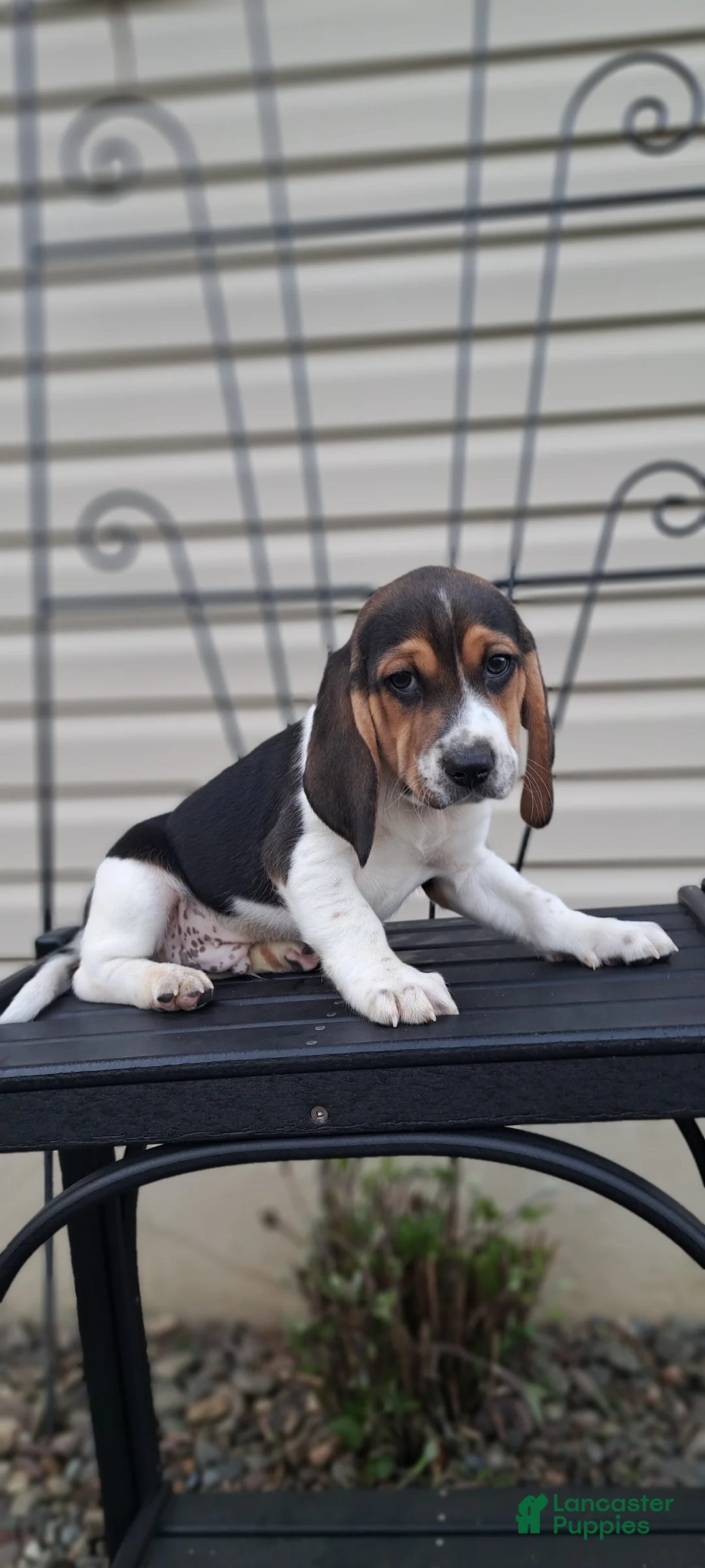 Beagle dogs for sale: TOBY - Ad 6