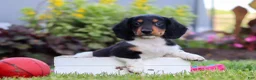 Miniature Dachshund dogs for sale: Hudson - Ad 4