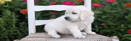 Golden Retriever dogs for sale: Bandit - Ad 5