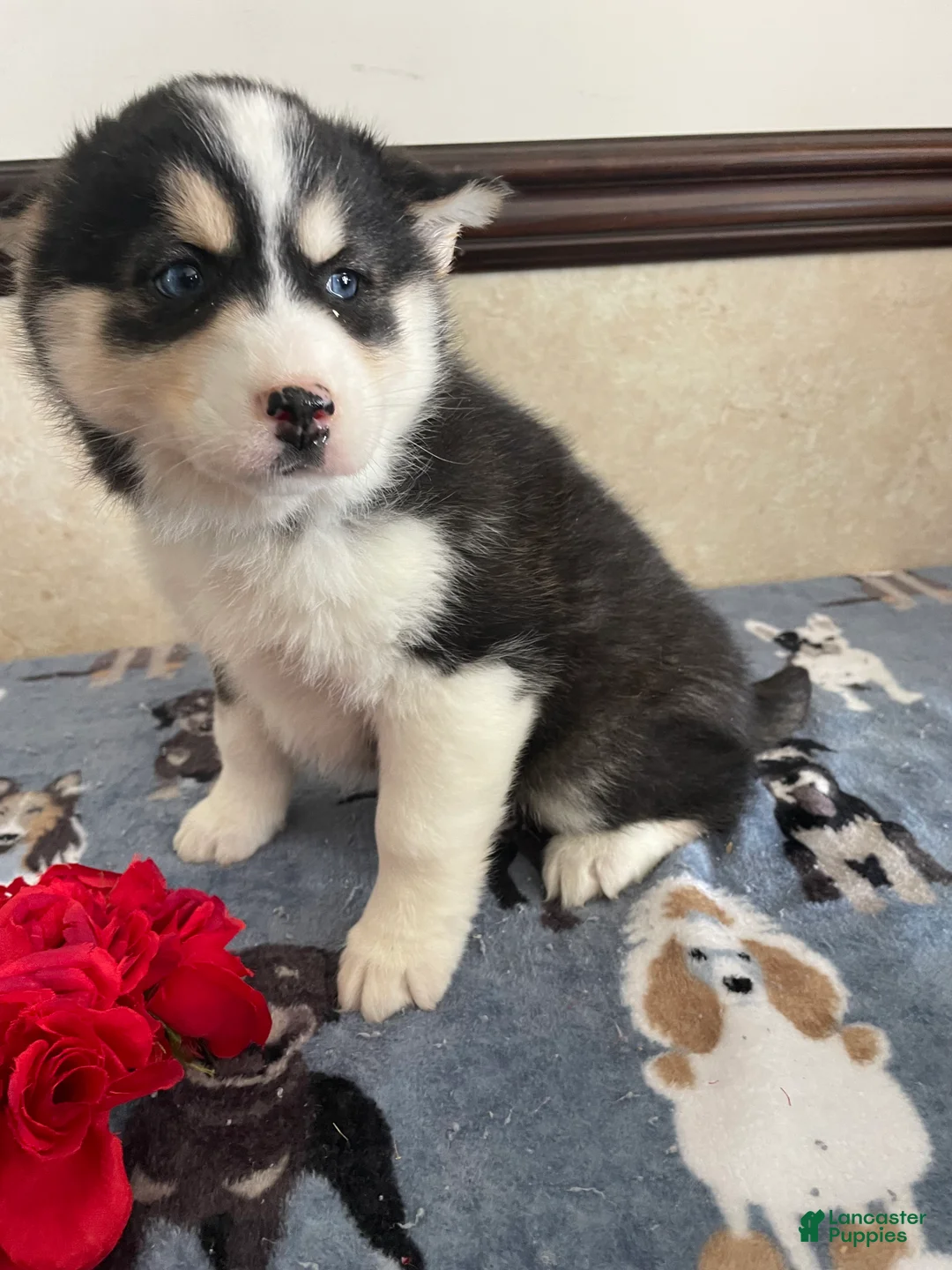 Pomsky dogs for sale: Phoebe - Ad 2