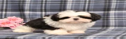 Shih Tzu dogs for sale: Jaxon  - Ad 5