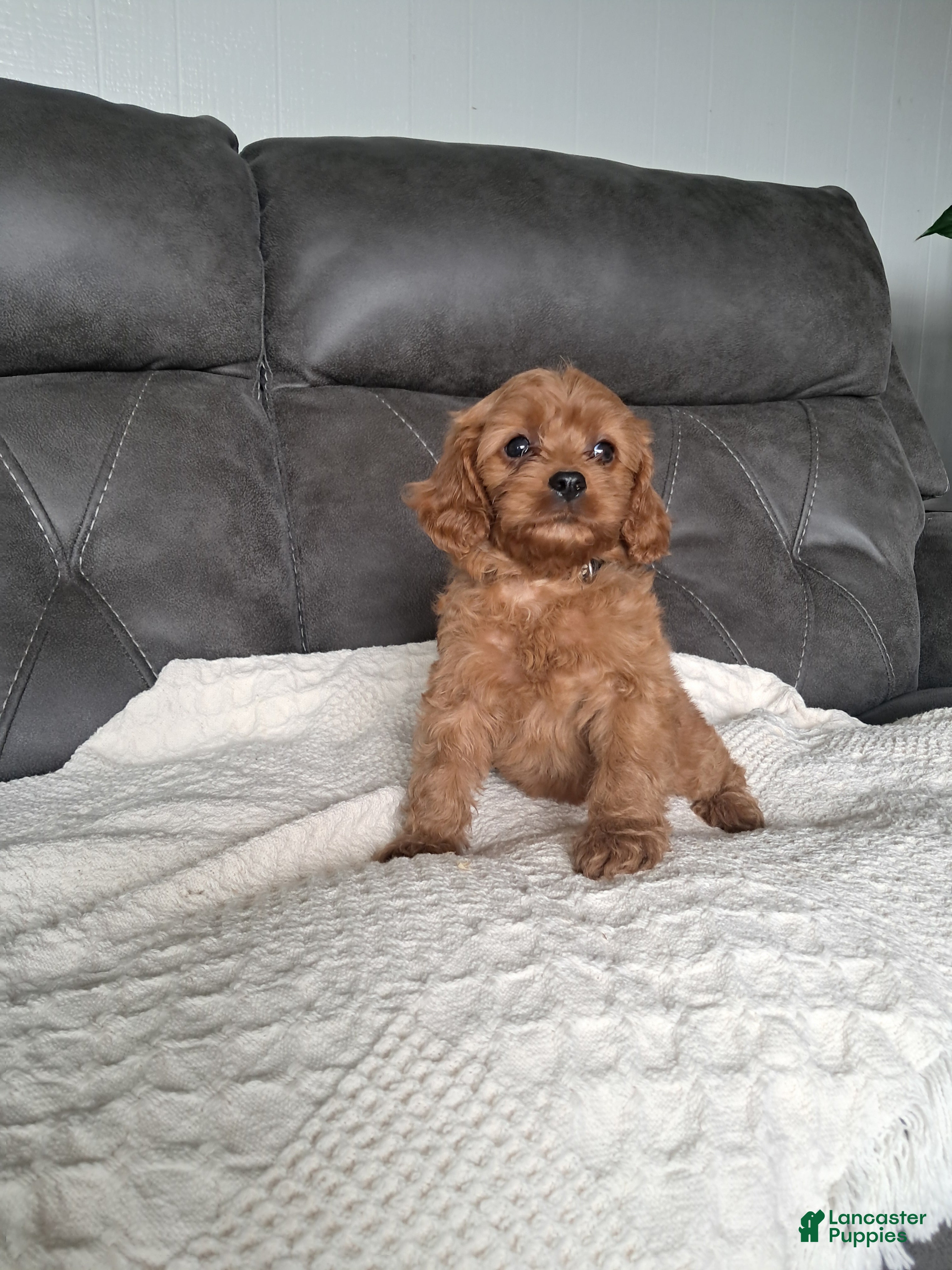 Cavapoo dogs Liam - Ad 1