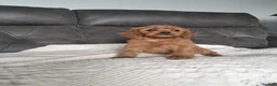 Cavapoo dogs for sale: Liam - Ad 1