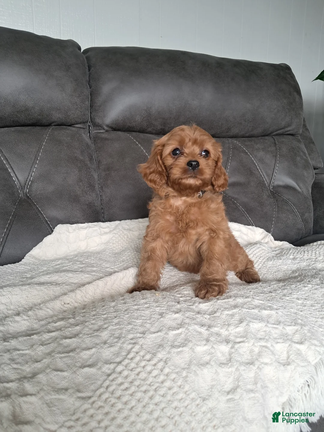 Cavapoo dogs for sale: Liam - Ad 1