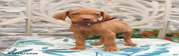 Vizsla dogs for sale: Robin - Ad 1