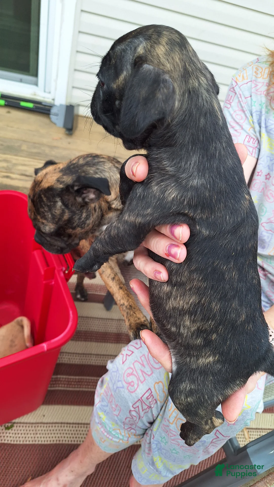 Mixed Breed dogs for sale: Biscuit  - Ad 2