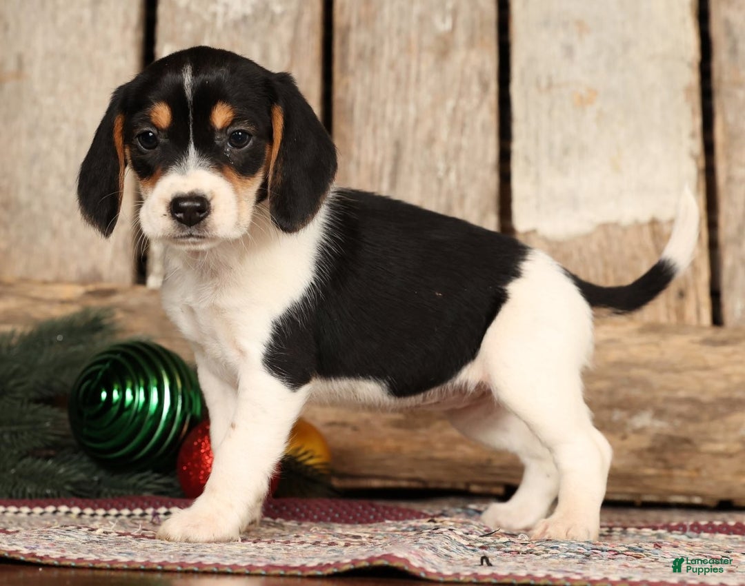 Beagle dogs for sale: Jingle Bells - Ad 2