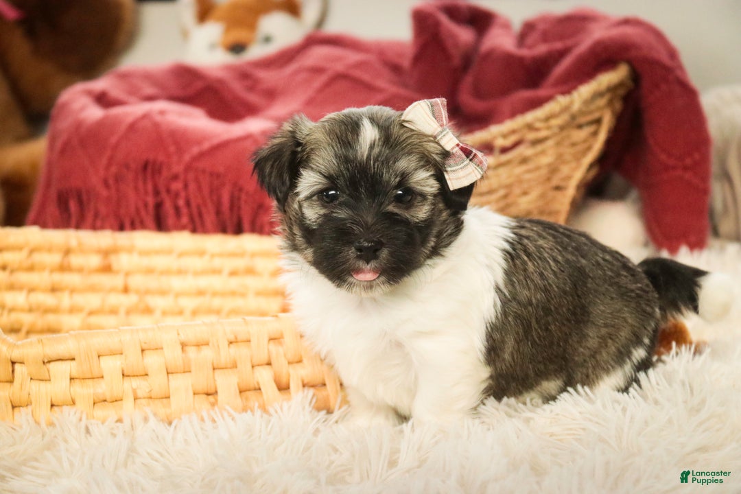 Havanese dogs for sale: Sugar - Ad 9