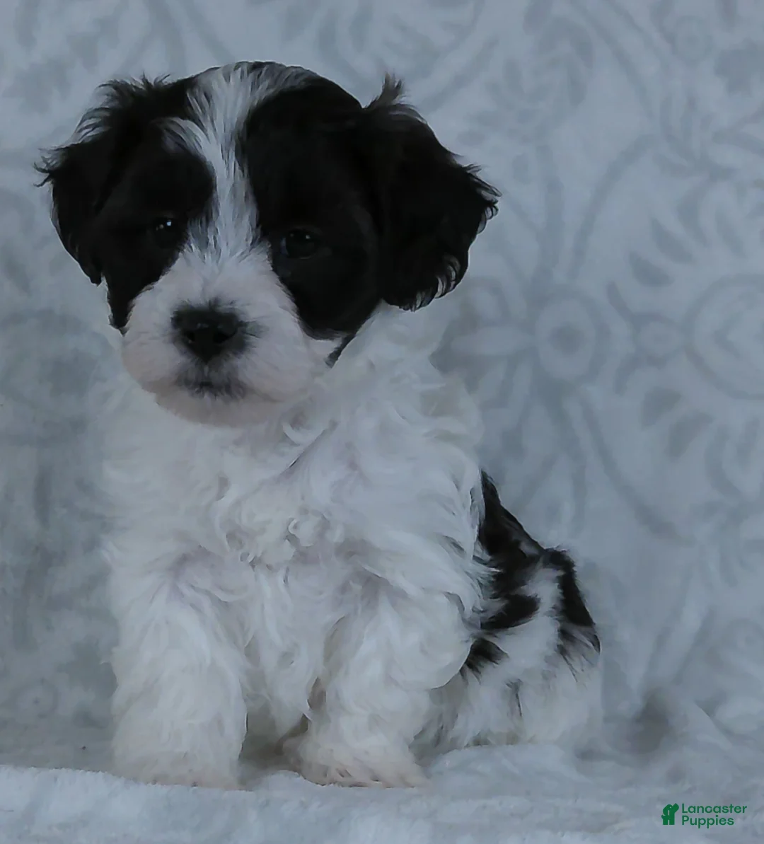 Teddy Bear dogs for sale: Patches - Ad 2