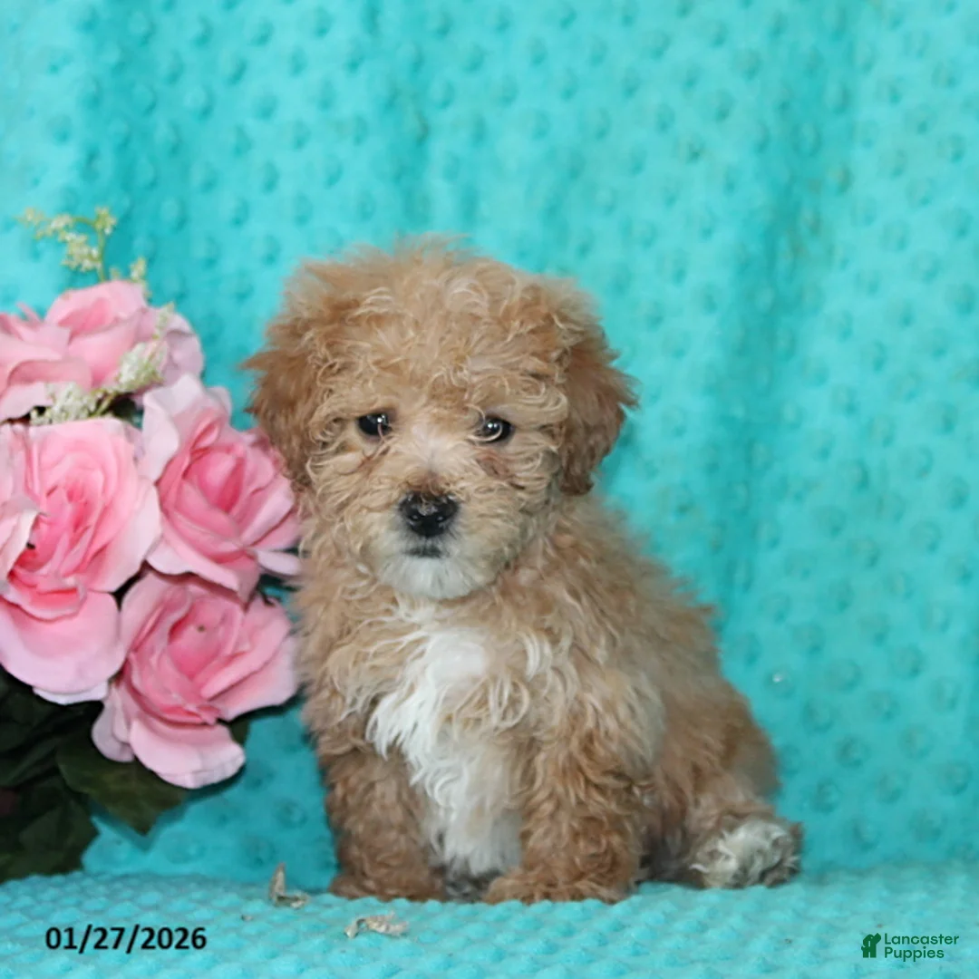 Bichpoo dogs for sale: Harkins - Ad 1