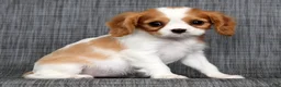 Cavalier King Charles Spaniel dogs for sale: Natasha - Ad 7