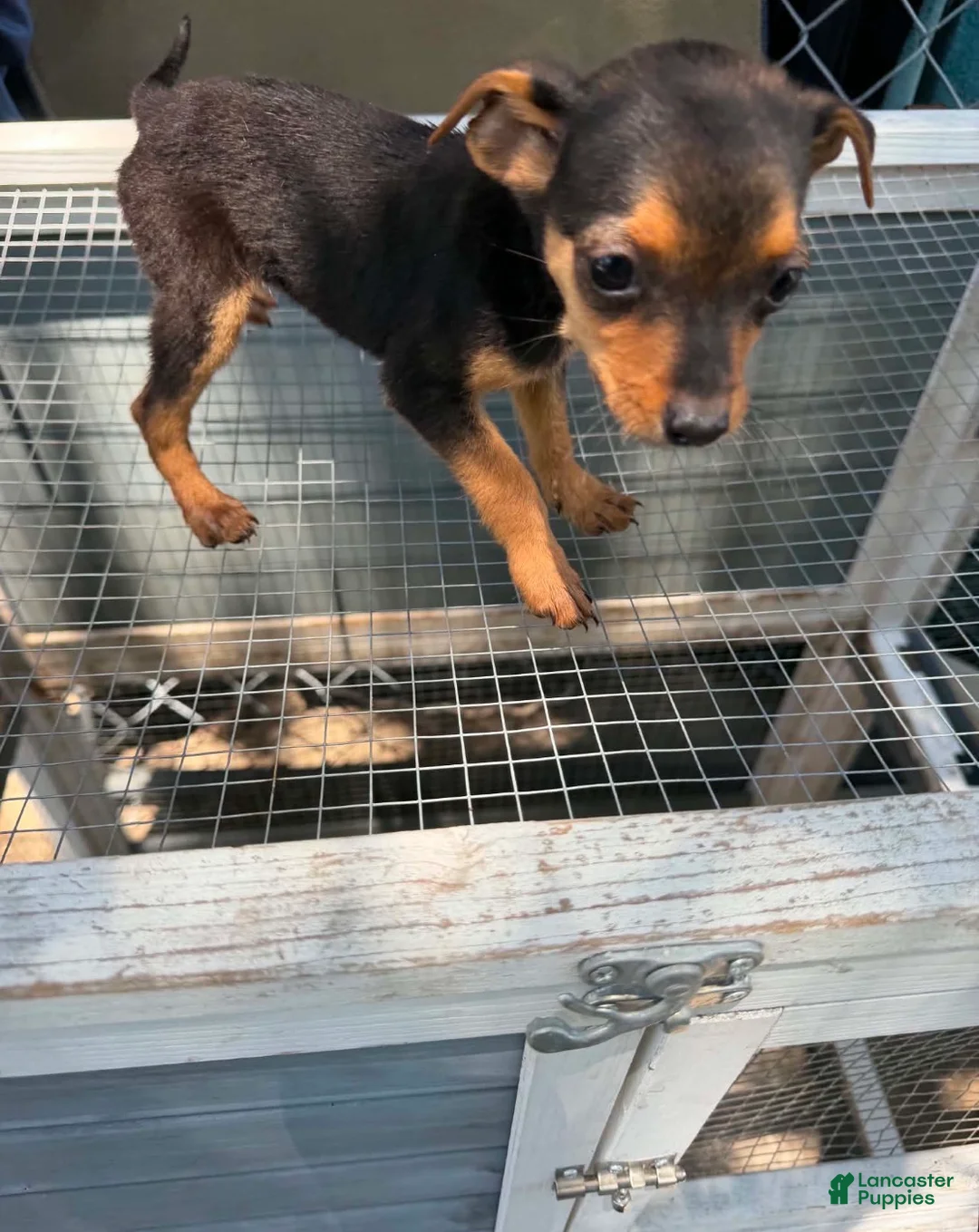 Mixed Breed dogs for sale: Mixed Breed 1 - Ad 1