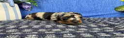Miniature Dachshund dogs for sale: Miniature Dachshund 4 - Ad 2
