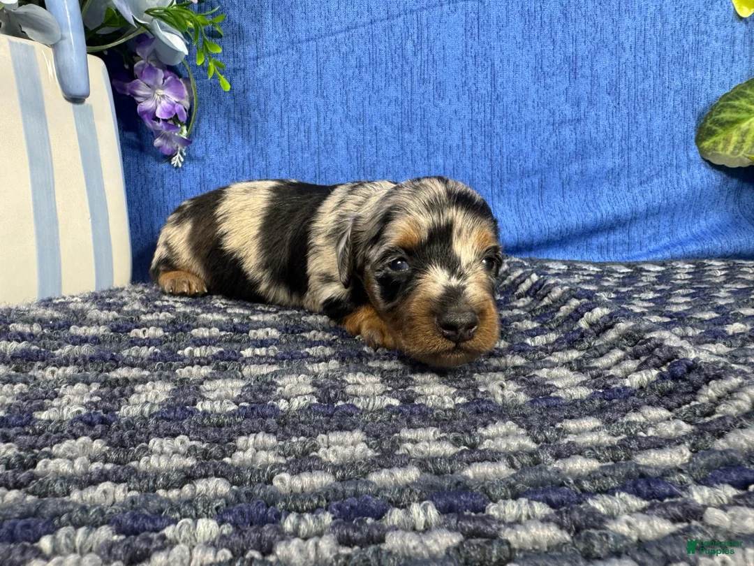 Miniature Dachshund dogs for sale: Miniature Dachshund 4 - Ad 2