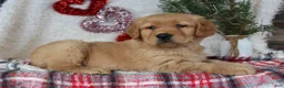 Golden Retriever dogs for sale: Freddy - Ad 4