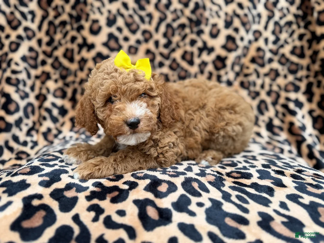 Cockapoo dogs for sale: Reagan - Ad 9