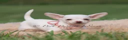 Chihuahua dogs for sale: Clover - Ad 3