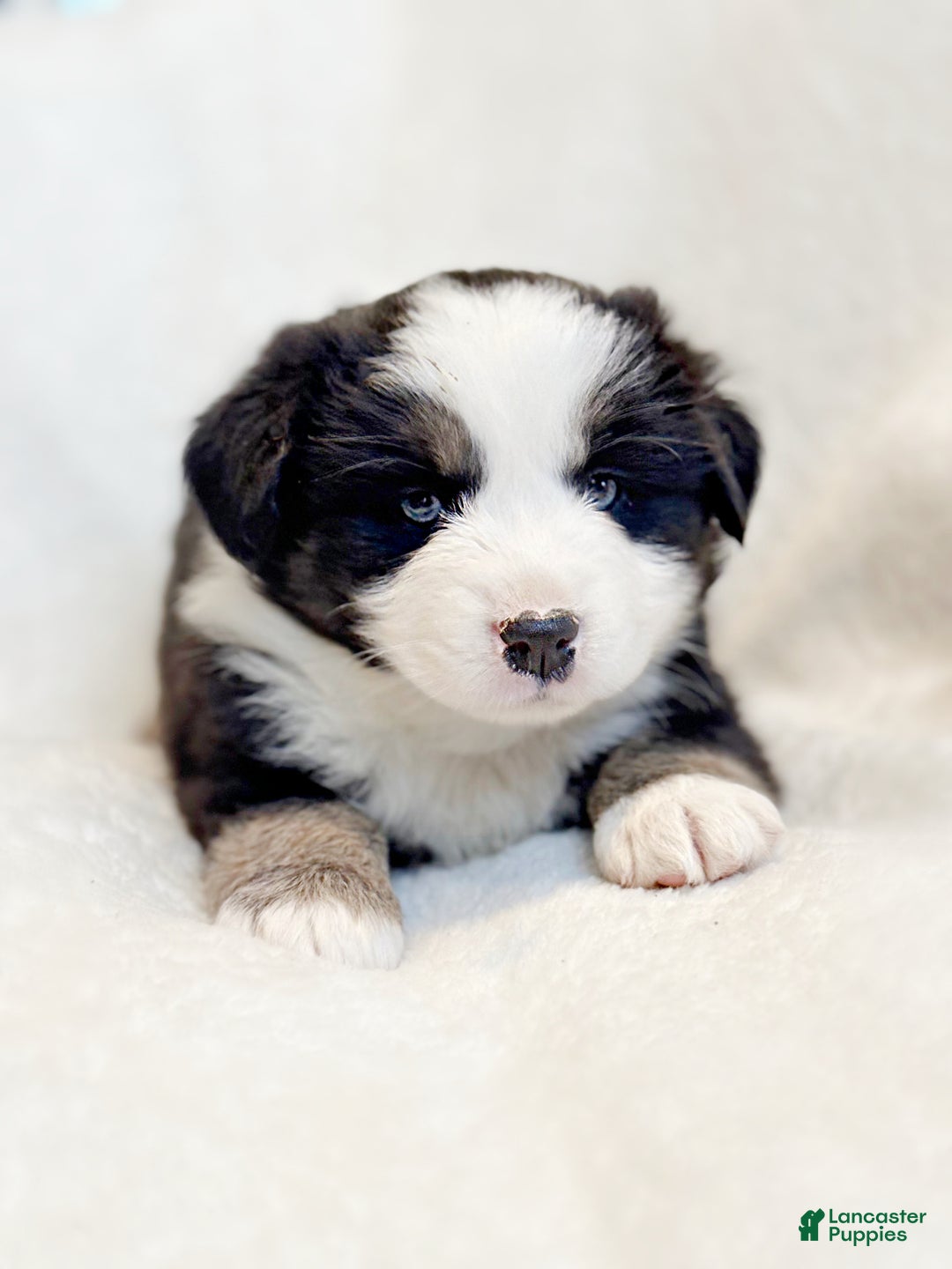 Miniature Australian Shepherd dogs for sale: Bailey - Ad 4