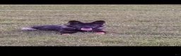 German Shepherd dogs for sale: Riot - Ad 4
