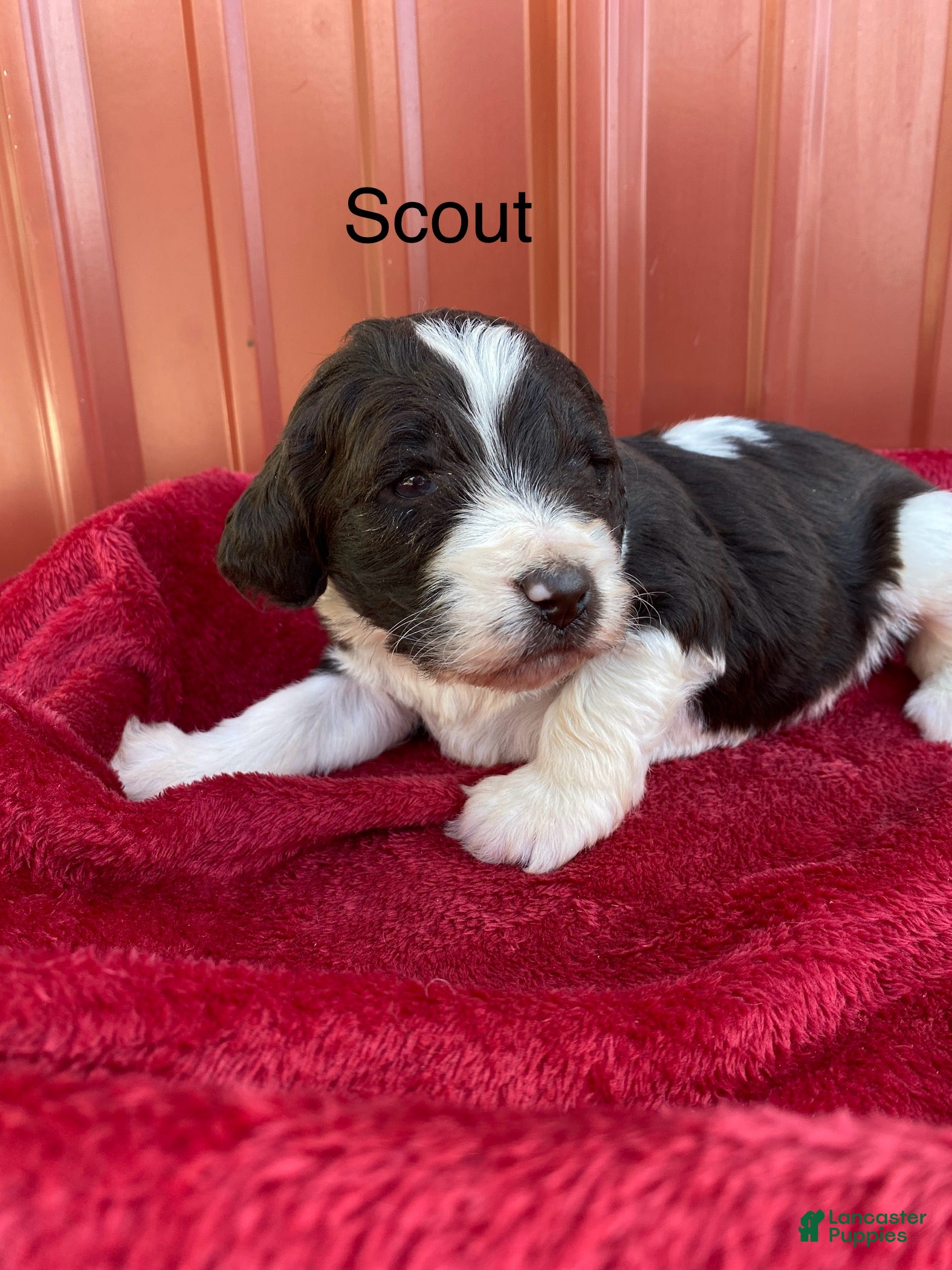 Labradoodle dogs F1bb Scout - Ad 2