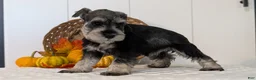Miniature Schnauzer dogs for sale: Zoey - Ad 3