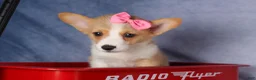 Welsh Corgi Pembroke dogs for sale: Callie  - Ad 8