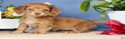 Miniature Dachshund dogs for sale: Erica - Ad 5