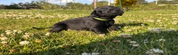 Mixed Breed dogs for sale: Ralph - Ad 8