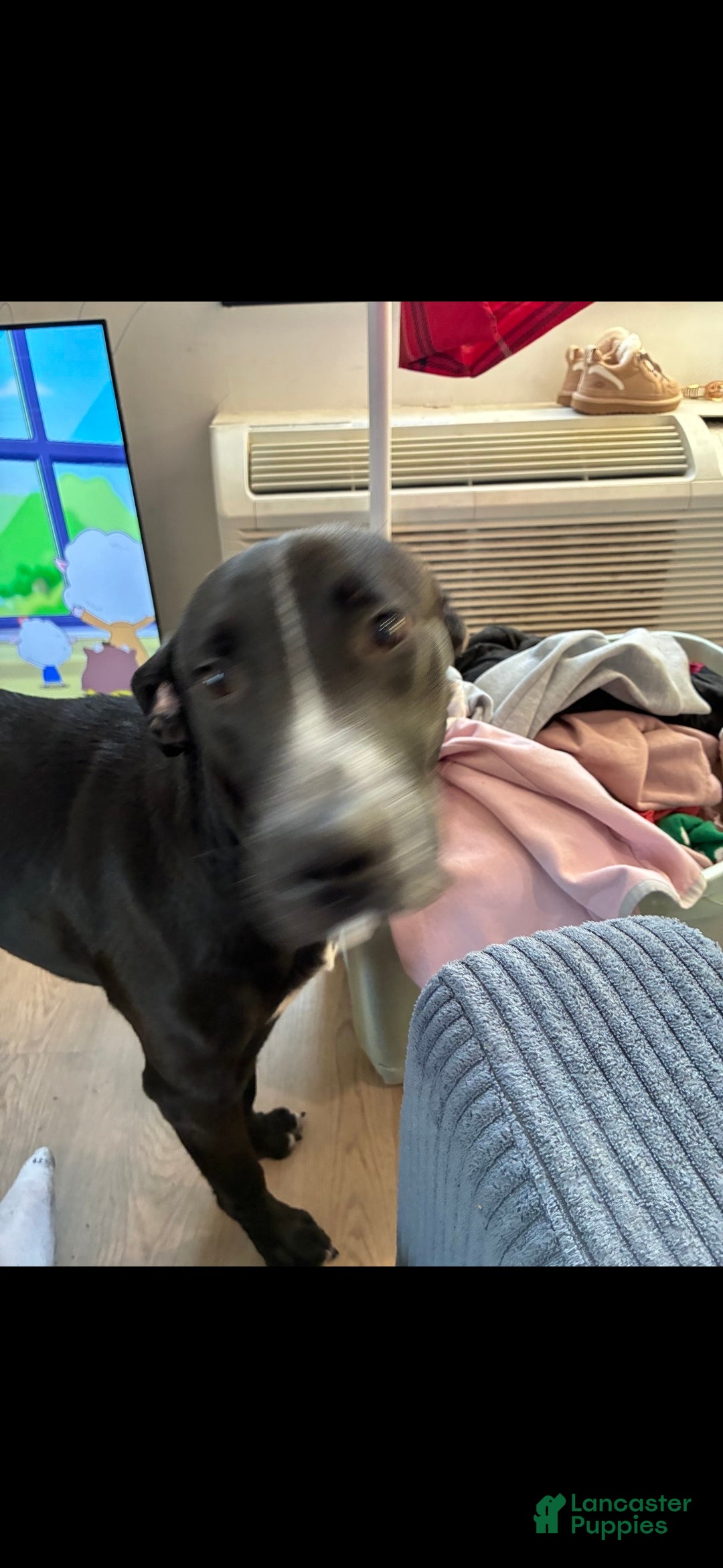 Mixed Breed dogs Mixed Breed Puppy 2 - Ad 11