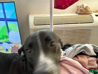 Mixed Breed dogs Mixed Breed Puppy 2 - Ad 11