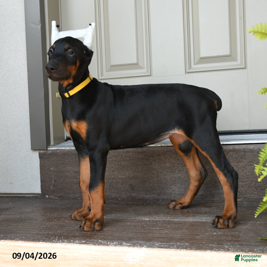 Doberman Pinscher dogs Dolly - Ad 2