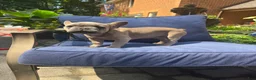 French Bulldog dogs for sale: French Bulldog 1 - Ad 4