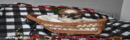 Shih Tzu dogs for sale: Darrin - Ad 6