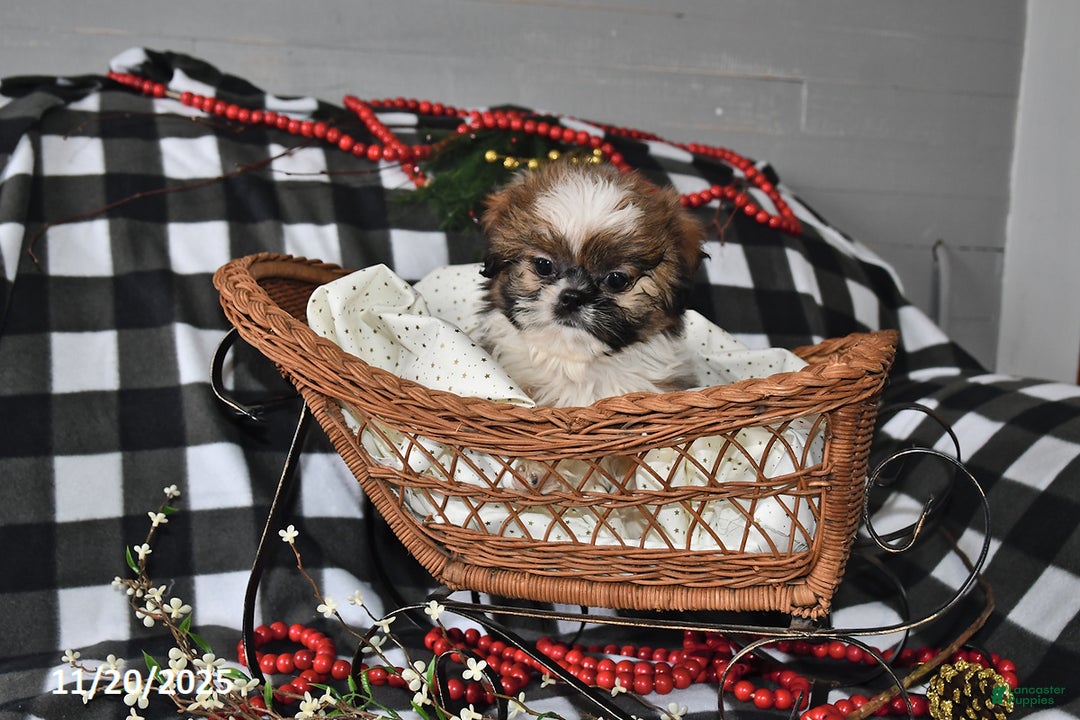 Shih Tzu dogs for sale: Darrin - Ad 6