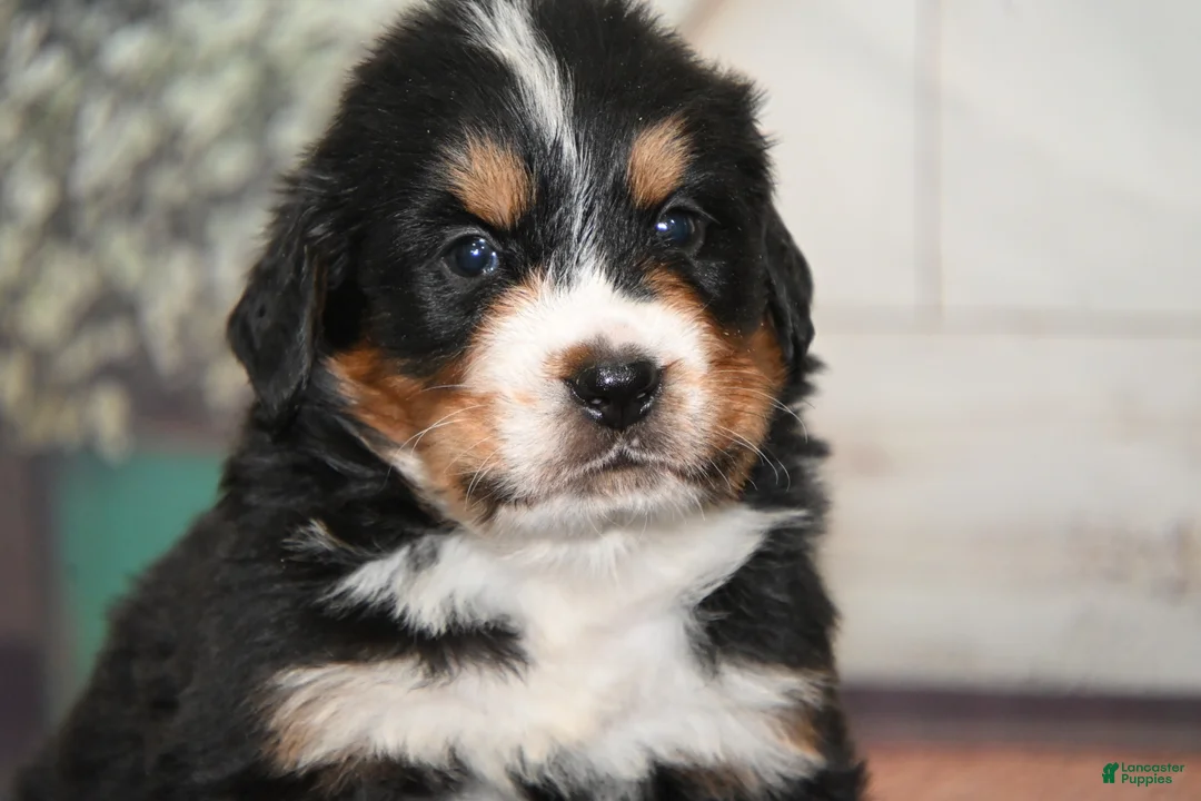 Bernese Mountain Dog dogs for sale: Frisco AKC - Ad 2