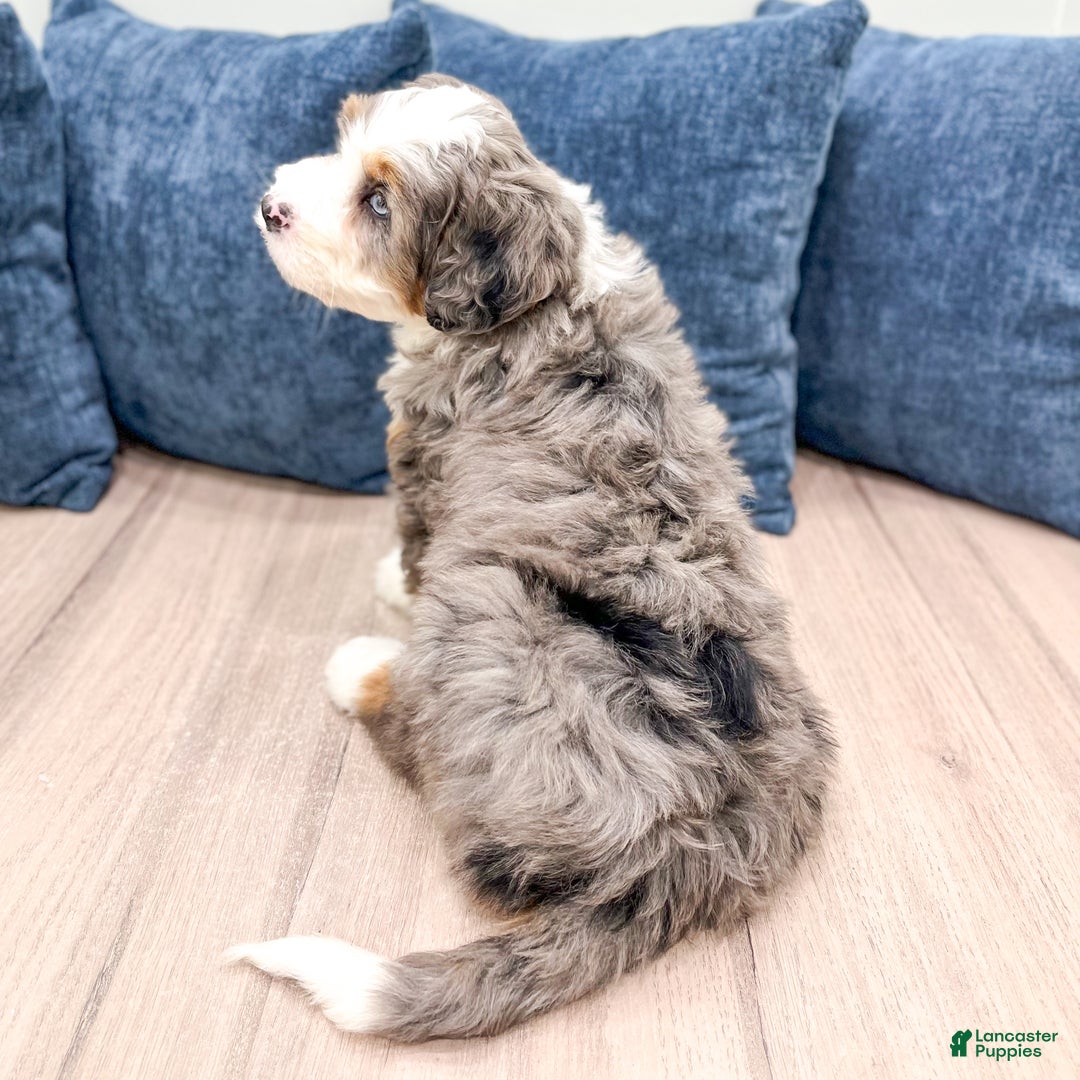 Mini Bernedoodle dogs for sale: Jimmy - Ad 5