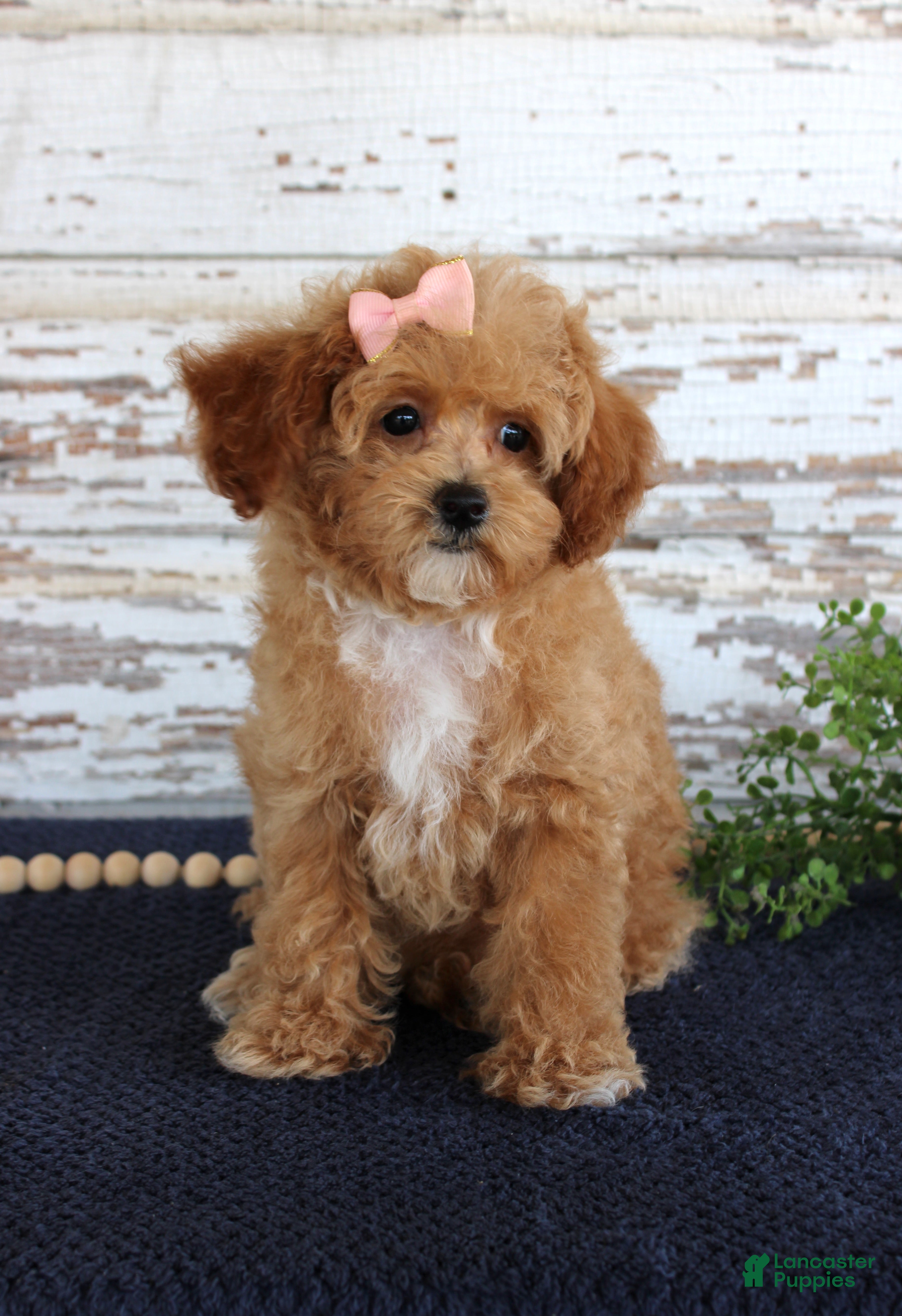 Toy Poodle dogs Penny - Ad 23