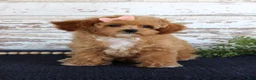 Toy Poodle dogs for sale: Penny - Ad 1