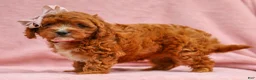 Cavapoo dogs for sale: Raine Cavapoo Pup - Ad 1