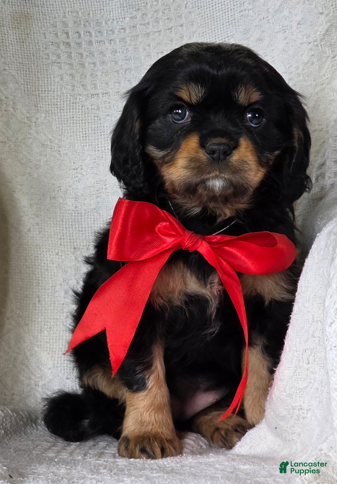 Cavalier King Charles Spaniel dogs for sale: Merry - Ad 7