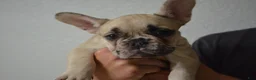 French Bulldog dogs for sale: Sandy - Ad 4