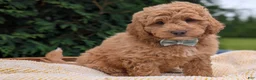 Mini Goldendoodle dogs for sale: Buster - Ad 10